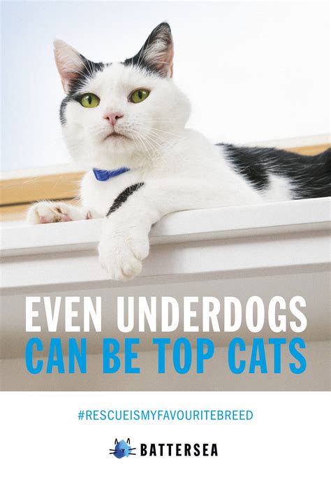 battersea dogs & cats home lottery|Rescue Is Our Favourite Breed .